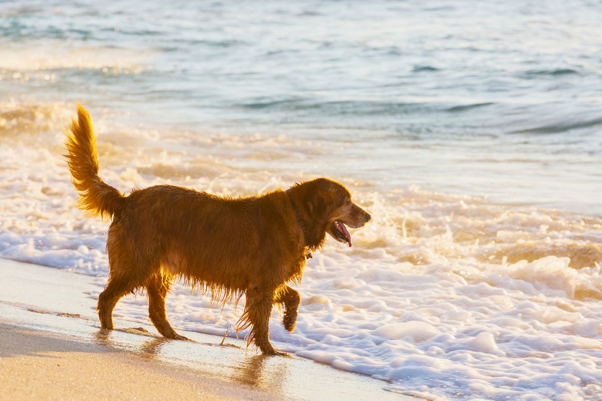 Hund am Strand an der Ostsee