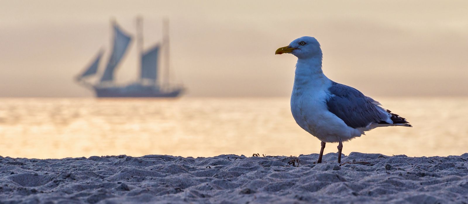 Ostsee in Zierow