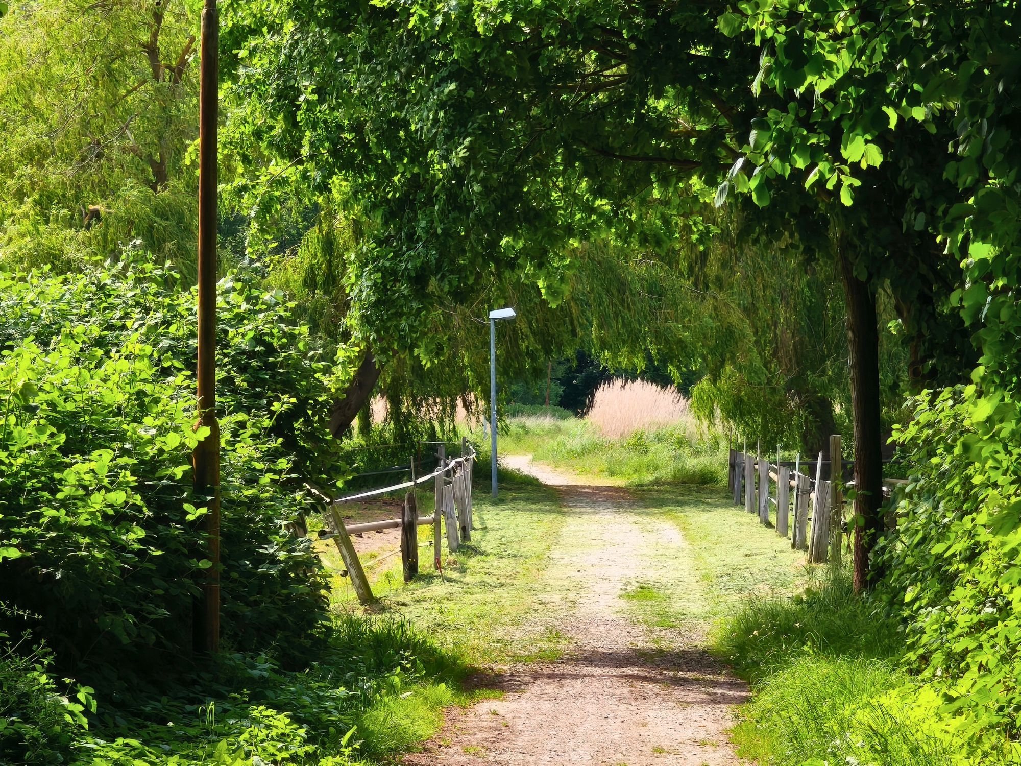 Grüner Spazierweg in Richtung Wald bei Zierow